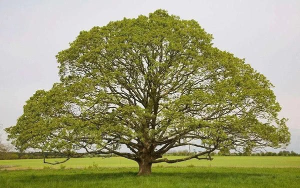 As a Buddhist youth, do you know the five trees of Buddhism?