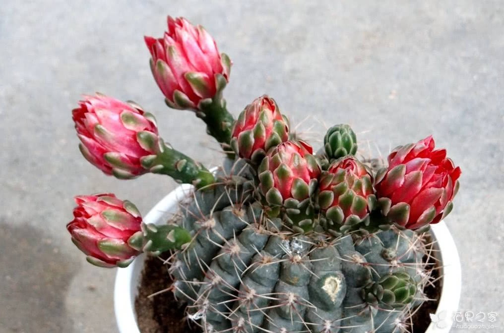 How to make the cactus blossom? Four key points to promote flowering, flowering, small case