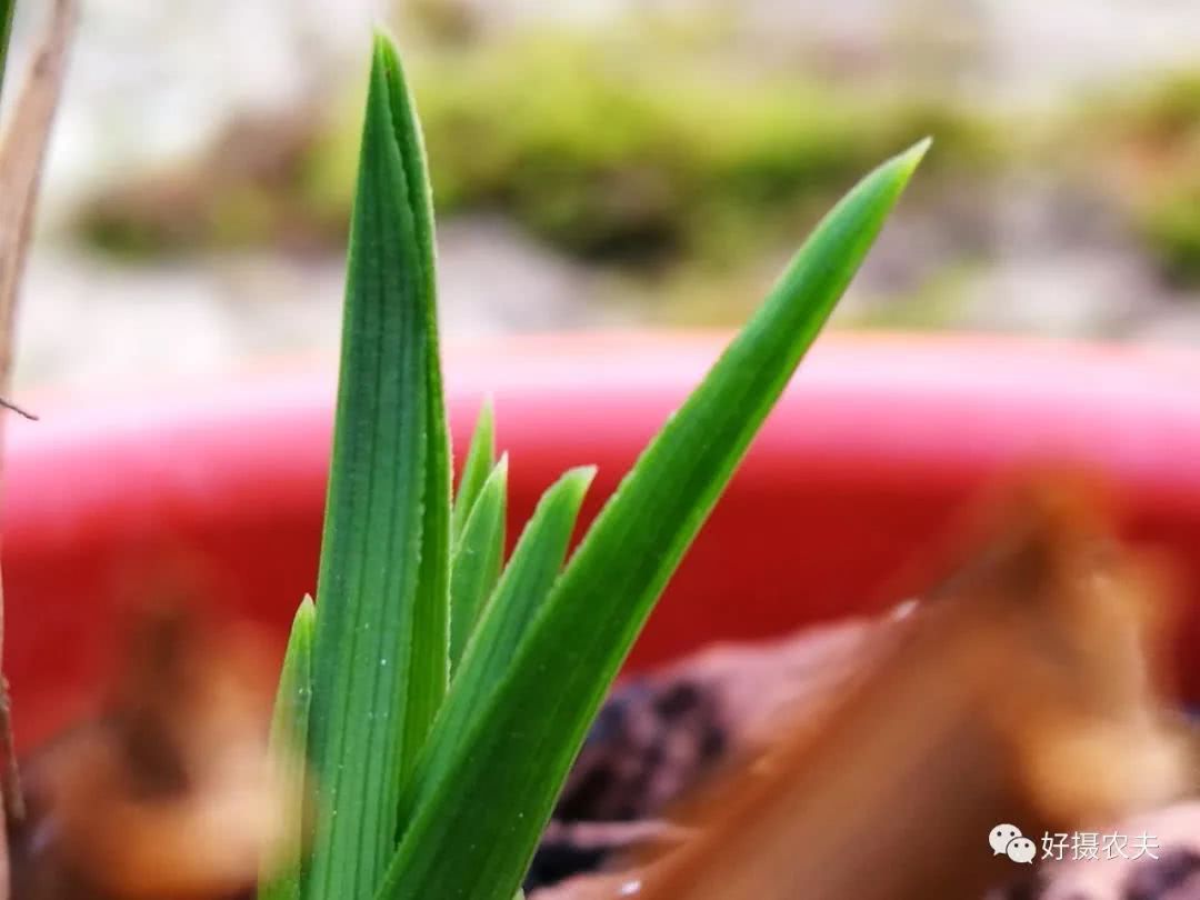 Why does the leaf tip of an orchid turn yellow? Not to be confused with this situation is not the same thing at all.