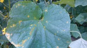 What if there are white spots on cucumber leaves?