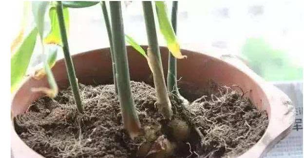 The common problem of flower cultivation is that the soil in the flowerpot becomes hardened with only one move to solve directly.