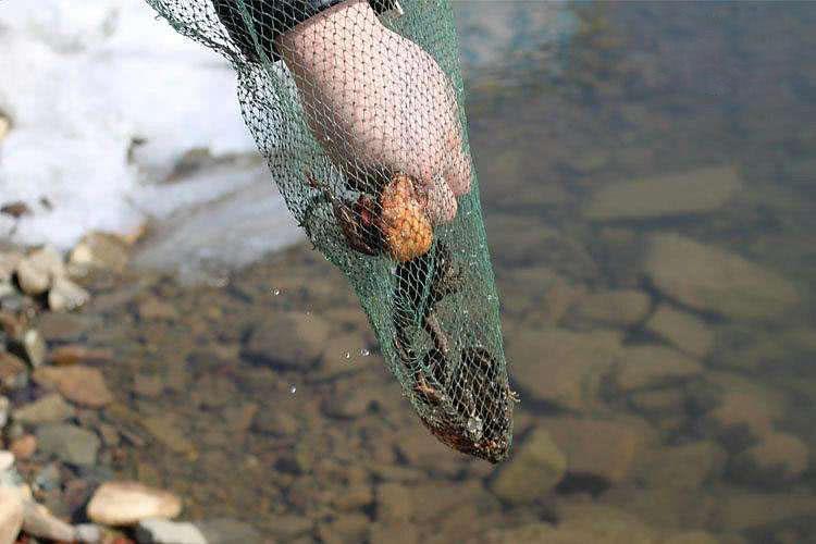 In the ice and snow, this game is as famous as the three treasures of the northeast, known as walking living ginseng.