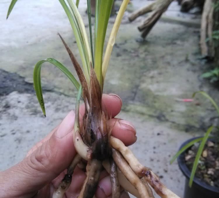 The stem rot of orchids is difficult to save and change pots, and all of them are dead. old flower friends teach you how to send new seedlings.