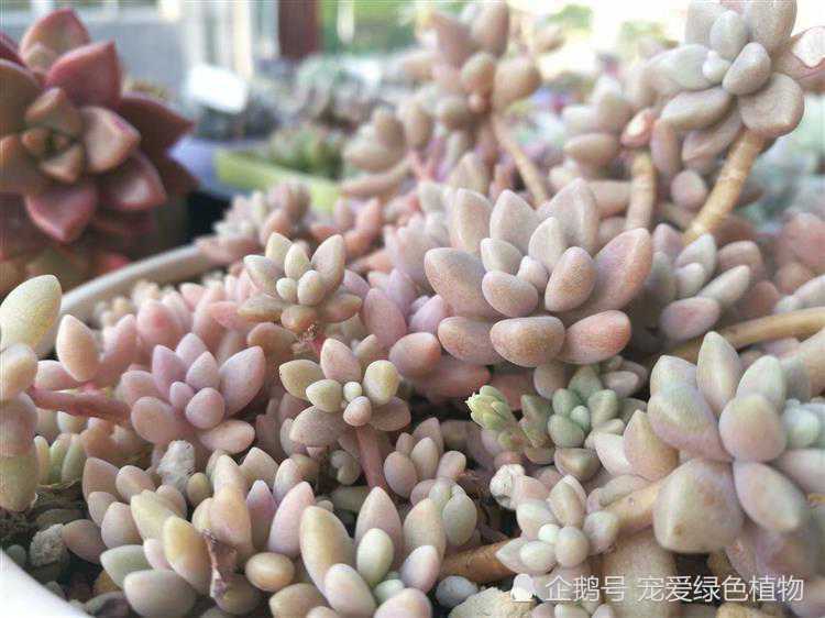 How to color and look good in autumn succulent plants? We can use these four points to make succulent plants more beautiful.