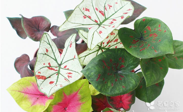 How to make the color of taro bright? Five simple tricks to make the leaves colorful