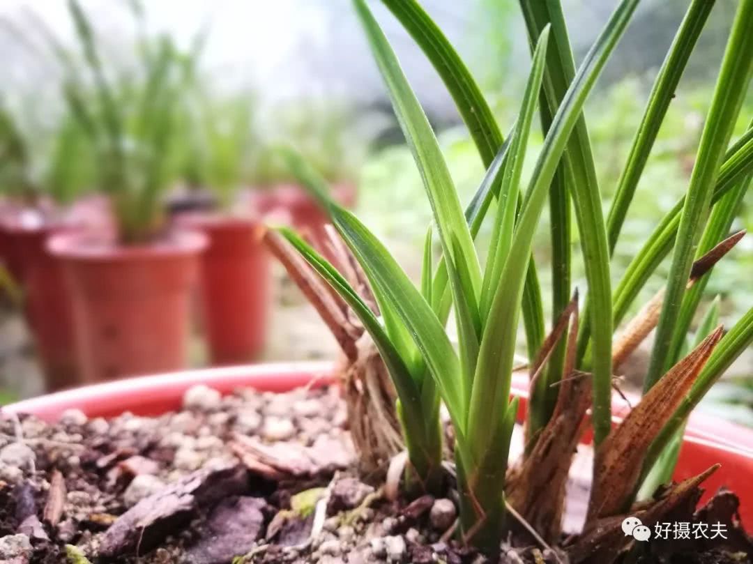 From Orchid Xiaobai to learning to prepare plant materials, it took me three years to watch carefully.