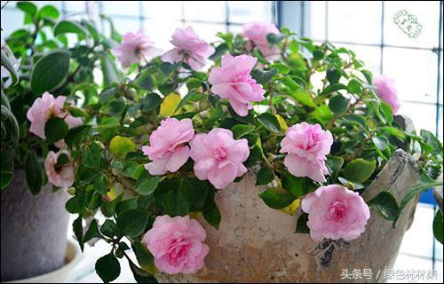 Easy to raise and easy to blossom. Any kind raised on the balcony is as beautiful as a picture.