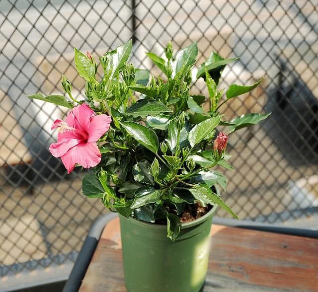 Don't put sundries on the balcony and put these potted plants with green air to return the atmosphere.