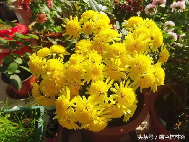 The old man in Wuhan has held a chrysanthemum exhibition at home for more than 30 years (with exclusive breeding skills)