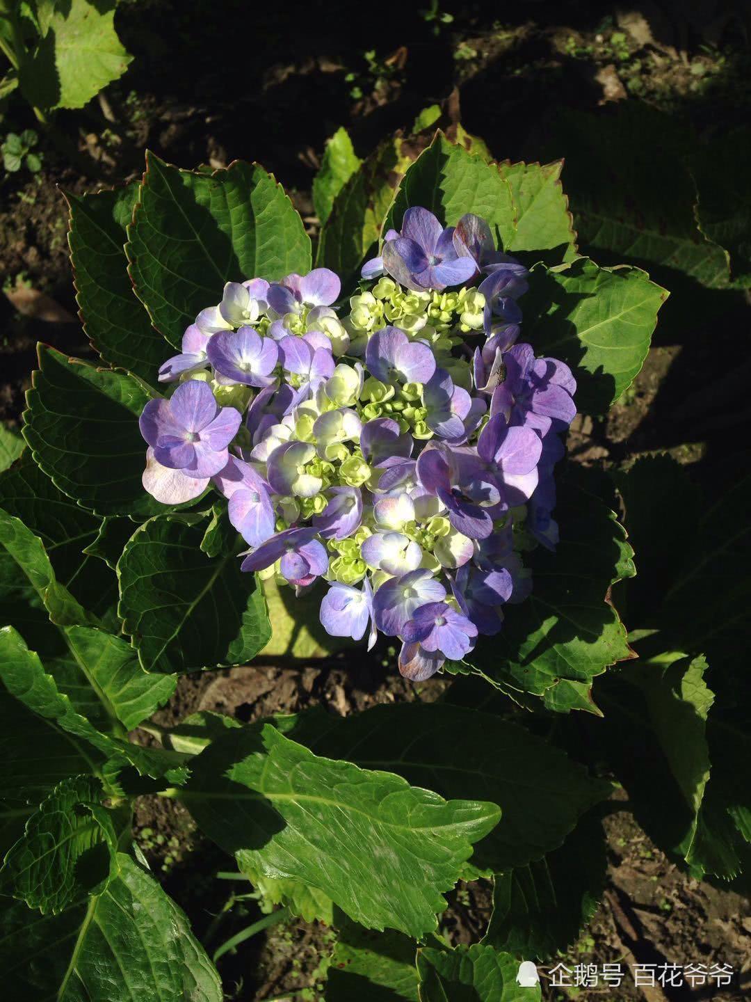 The cuttings of these four kinds of flowers are now the easiest to root.