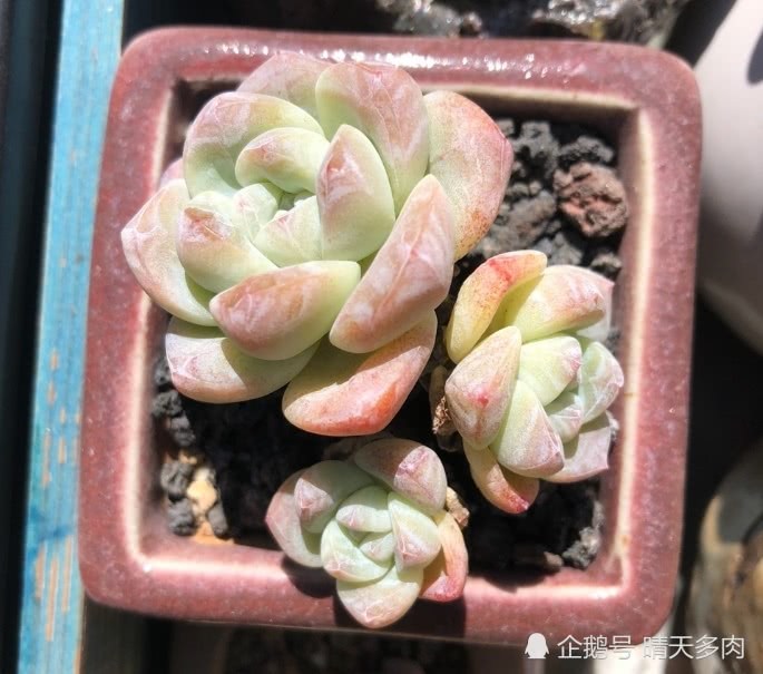 It's time to cherish this happy time to raise succulent plants in Greater Beijing soon.