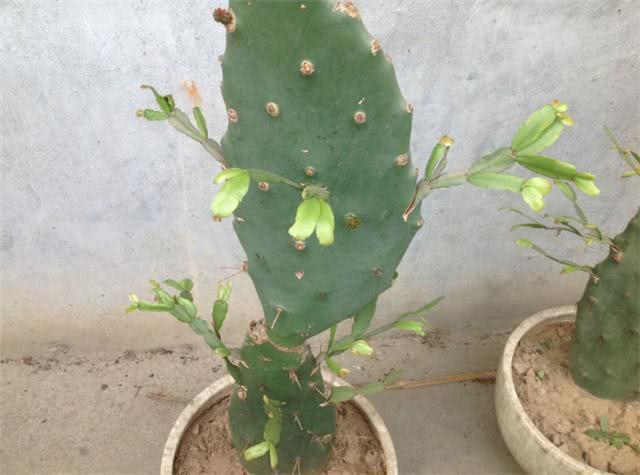 Awesome. Crab claw orchid grafted cactus can produce 200 flowers in one pot.