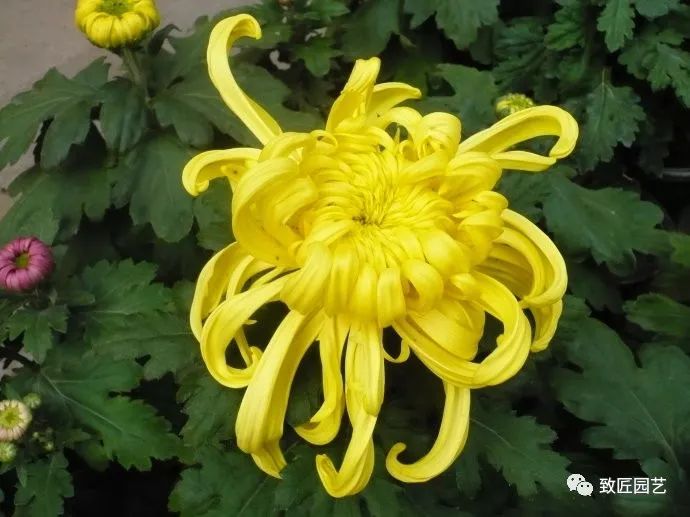 Autumn frost makes chrysanthemum city flowers never romantic to write sunset.