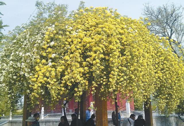 The most fragrant flower in China is known as the first fragrant garden in the world. Plant 3 fragrant flowers quickly