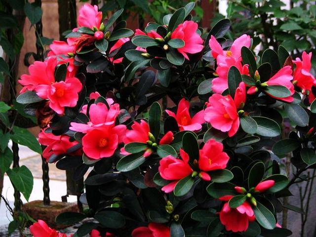 The camellia with the longest flowering period is a potted plant with large flowers in four seasons and high ornamental value.