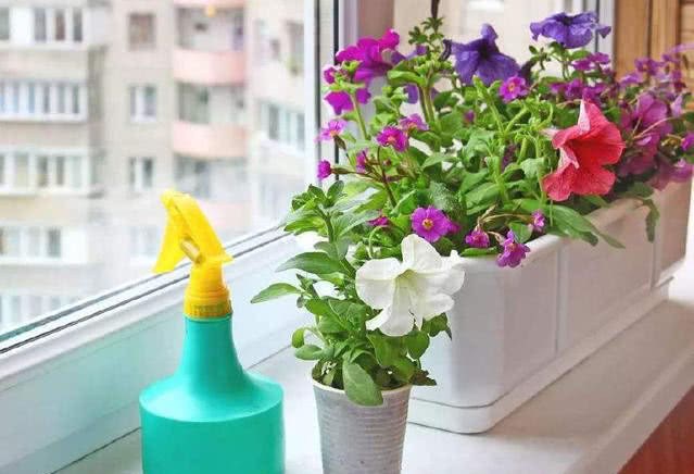 These eight kinds of potted plants are suitable for growing on the windowsill as if they were in a sea of flowers when they open the window every day.