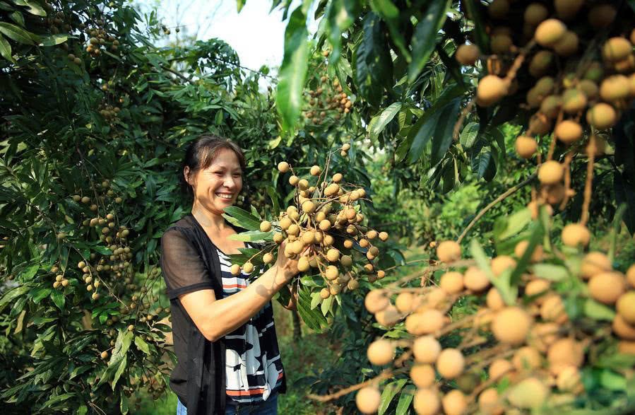 The seeds of this southern fruit as famous as the northern ginseng can also be used to make wine known as Yizhi fruit.