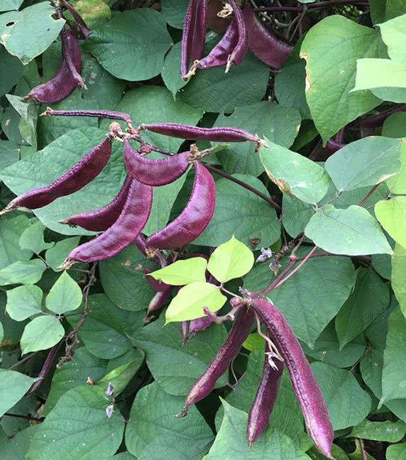 This purple vegetable is known as a natural beauty product, sowing seeds and dipping them to produce more fruit.