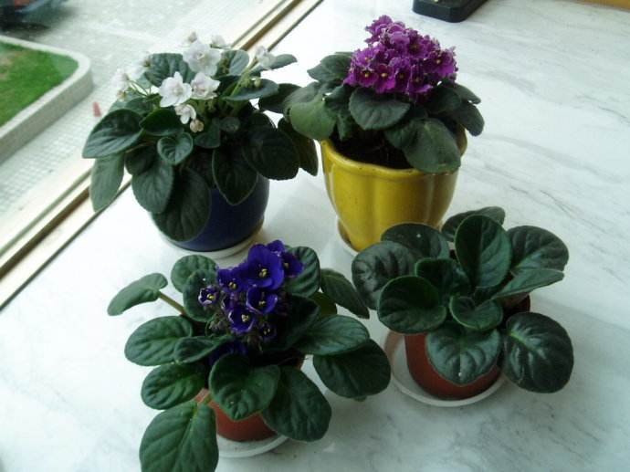 During the 7-day National Day holiday, cuttings of flowers will become more than one pot of plants.