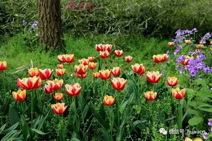 Tulip cultivation strategy seed ball quality is fundamental