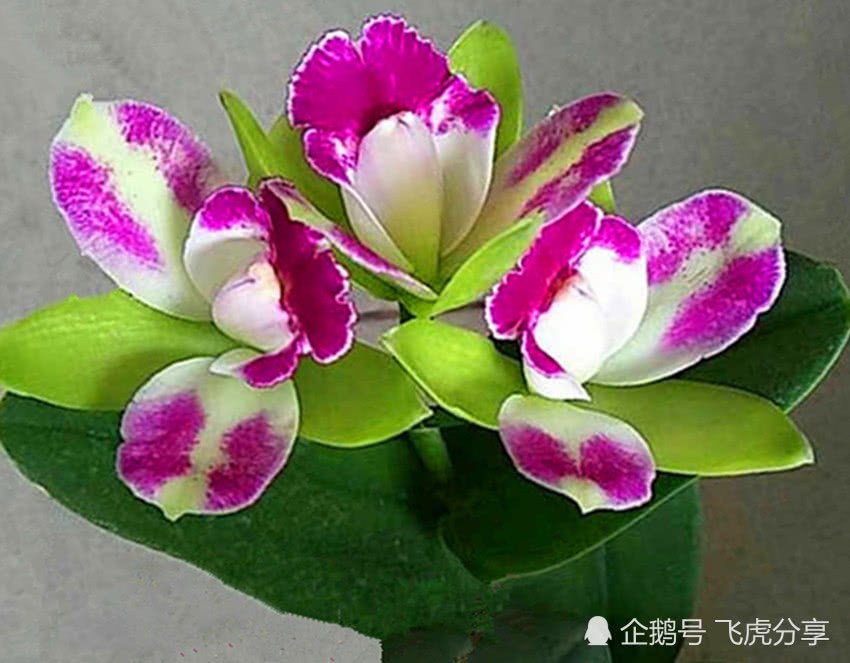 The king of orchids with the highest and most beautiful ornamental value in the world is dazzling in a variety of ways.