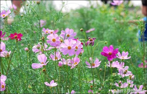 How can you tell the difference between Persia chrysanthemum and Gesang flowers that look so much alike?