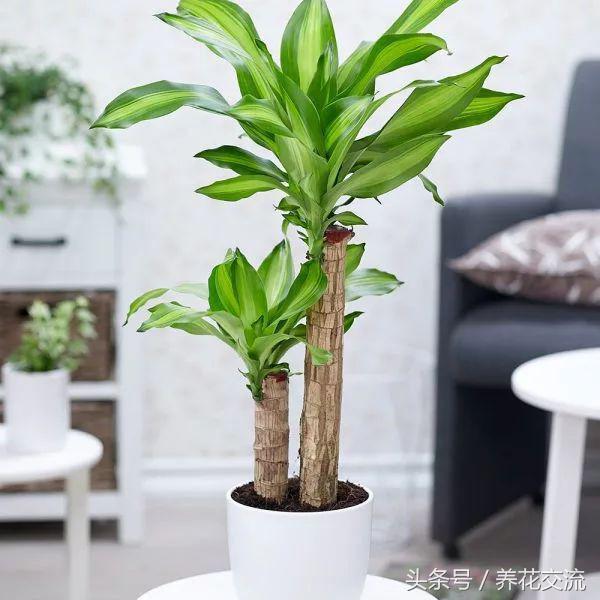 All your favorite lazy plants are here. These potted plants can survive without watering for months.