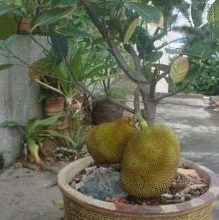 It is lucky that these three kinds of nuts can sprout when they are buried in the soil.