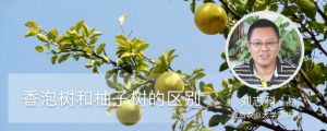 The difference between fragrant bubble tree and grapefruit tree