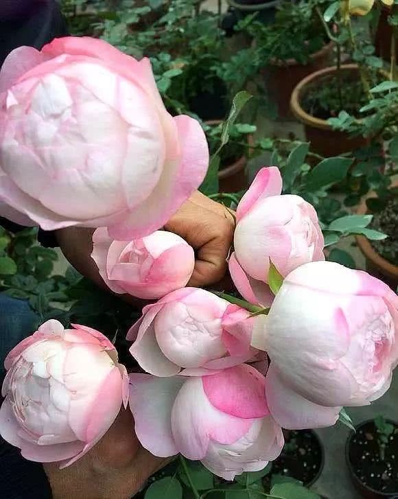 Burying the ground rose in autumn is more clever than fertilizing, and the buds are bigger and more amazing than their fists.