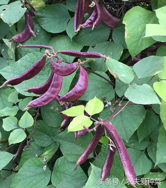 This purple vegetable is known as a natural beauty product with seeds that touch the soil and produce a lot of results.