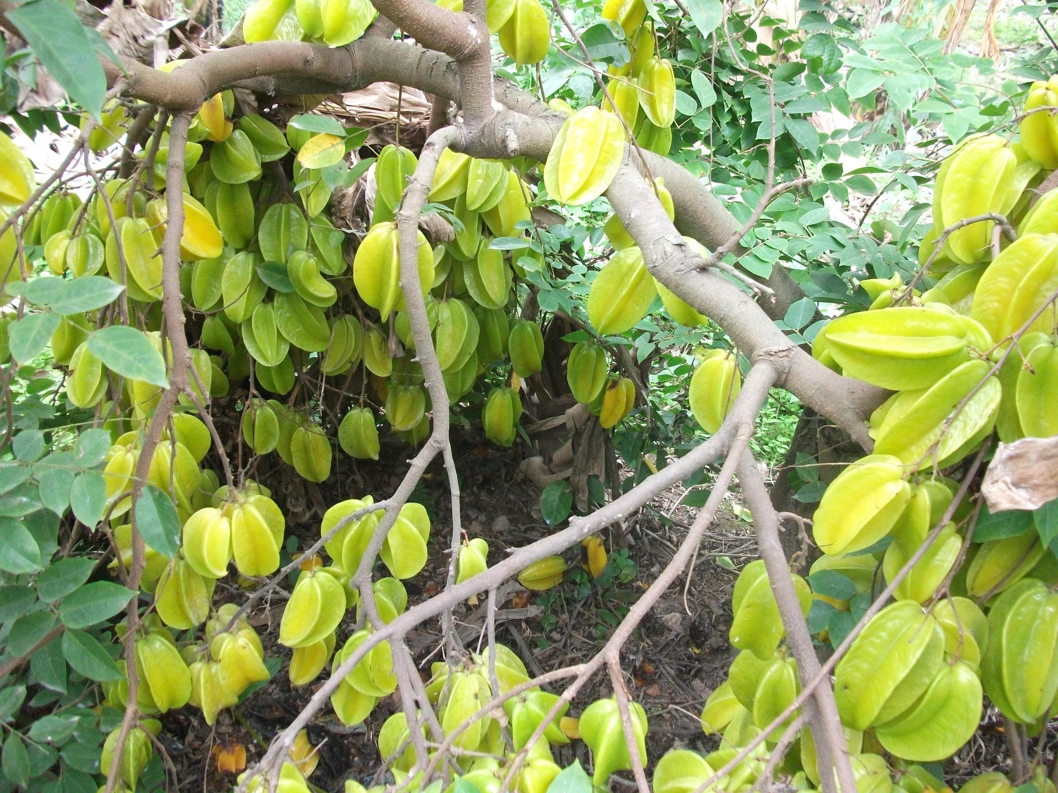 This fruit is shaped like leaves rotten in the south, uneaten and shipped to the north for 10 yuan each.