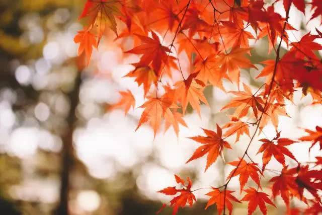 Add some warm colors to the courtyard in autumn.