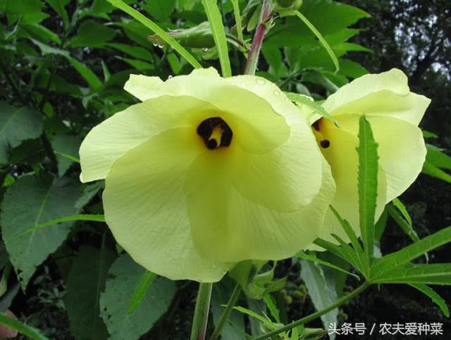 This kind of flower, which is a treasure all over the body, has more anticancer effect than a bowl, blossoms and breaks branches.