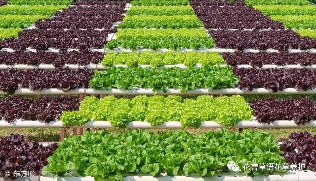 Vegetable planting schedule