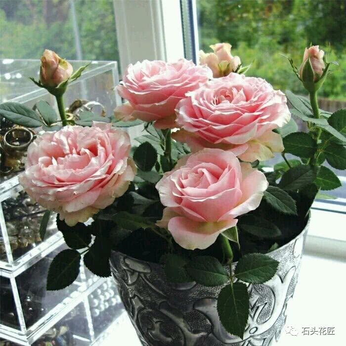 Don't throw a piece into the foam box at home and cut the rose to take root quickly and survive.