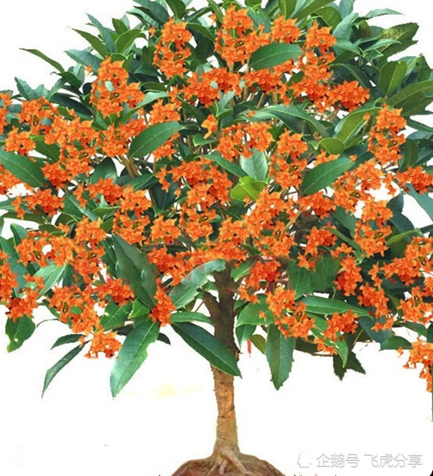 How many varieties of sweet-scented osmanthus? Which smells the best? Which is the best to raise? Do you understand?