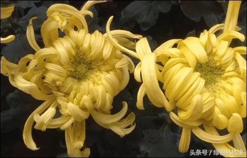 2018 Wuhan Chrysanthemum Exhibition is about to open. Are your chrysanthemums ready to bloom?