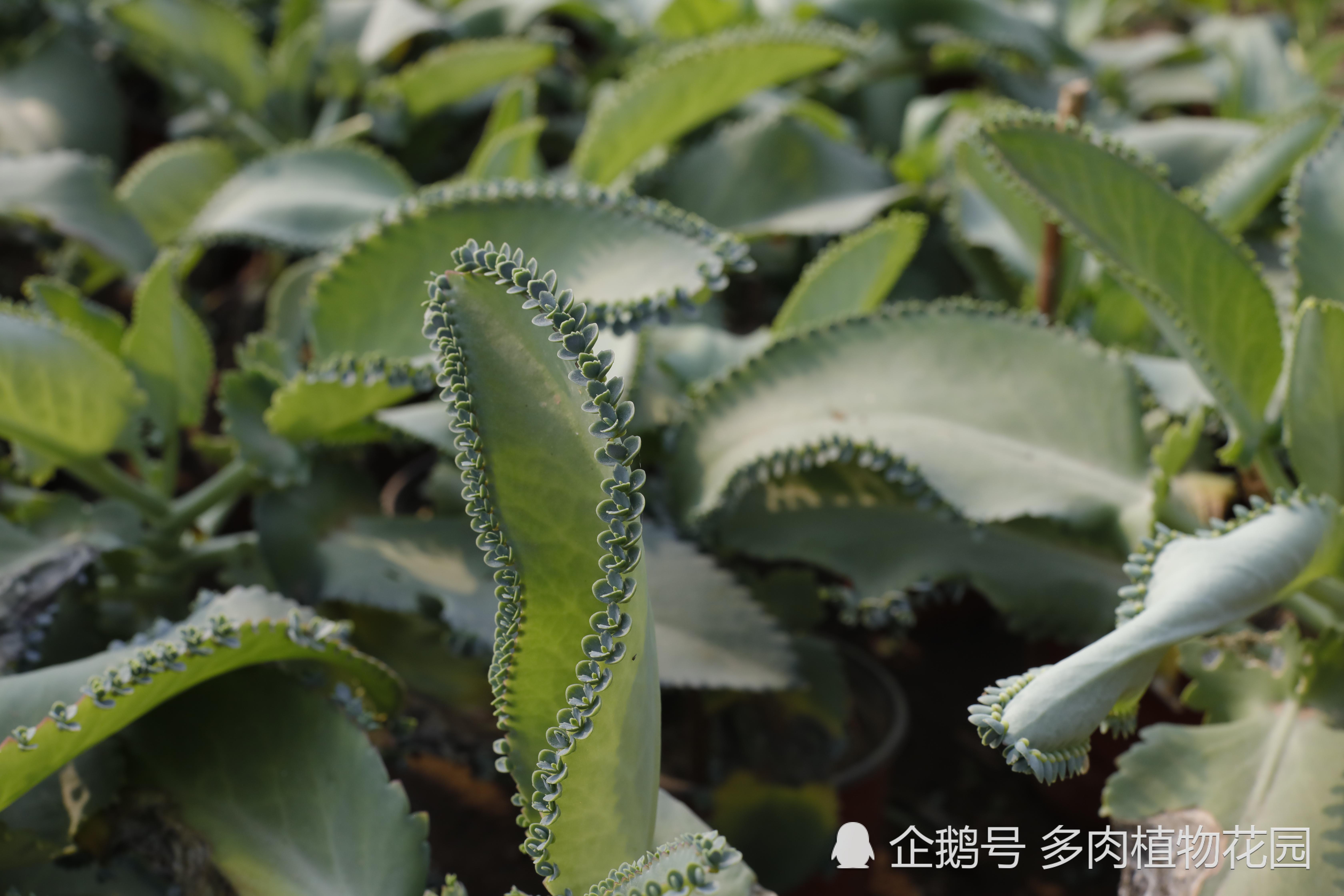 If you're a succulent novice, make sure you have a pot of succulent plants like this.