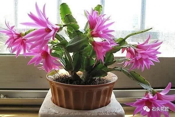 What humus soil and soybean water are dirty and smelly on the bottom of the flowerpot for three years?