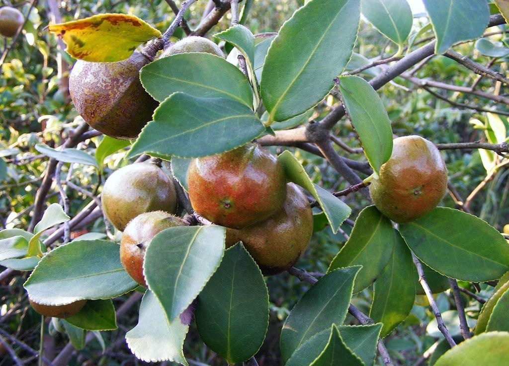 80 yuan a jin is not afraid of people stealing that each tree can bear hundreds of fruits, but farmers are afraid to plant it.