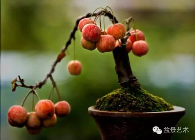 Skill bonsai production and maintenance of small fruit trees