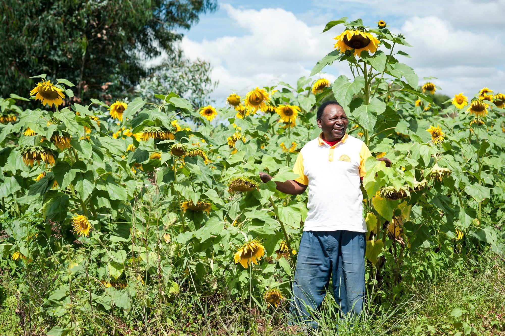 Chinese farmers brought this plant to Africa at first and were praised after the harvest.