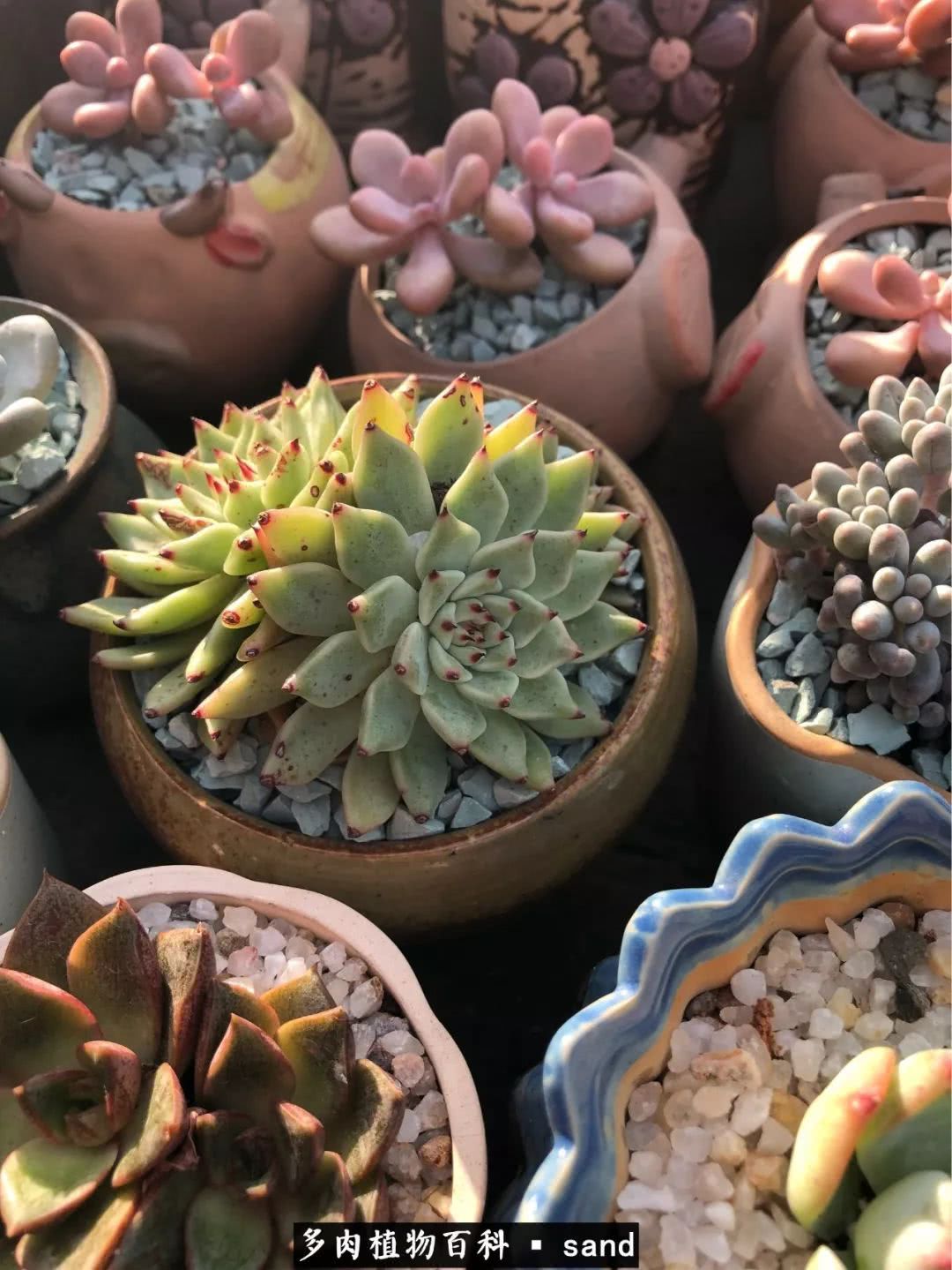 The infinite circulation of soil, meat and pots is something that people who have never raised succulent plants really don't understand.