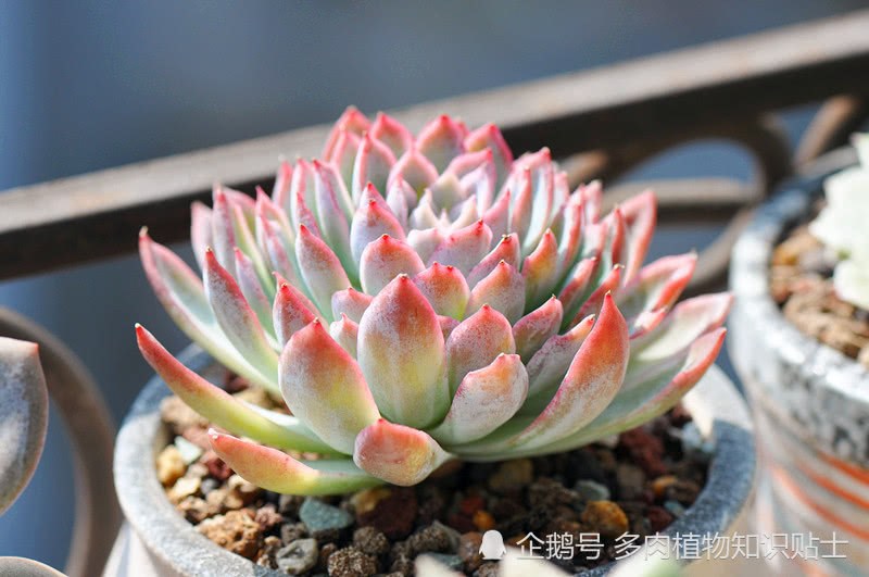 The plant with compact plant type is the succulent plant that can only be raised by a good-looking god.