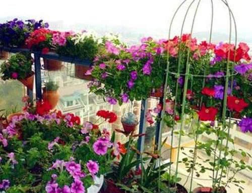 Uncle Li keeps three kinds of flowers at home. The balcony is like a sea of flowers. Blooming for more than 300 days a year is really beautiful.