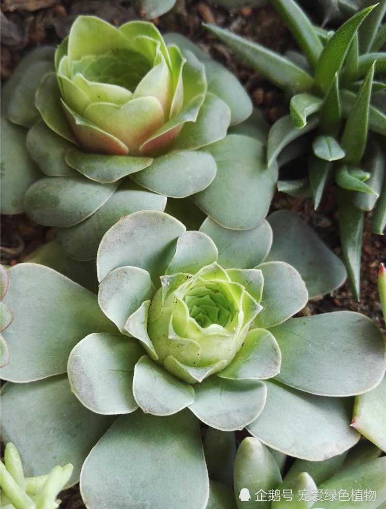 Meat friends share: how do I do my succulent leaf from 1 leaf to 1 whole plant?