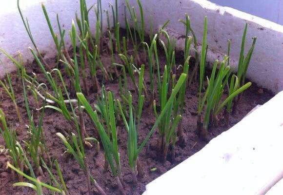 There is a small way to grow potted leek. The leaves are wide, big and green.