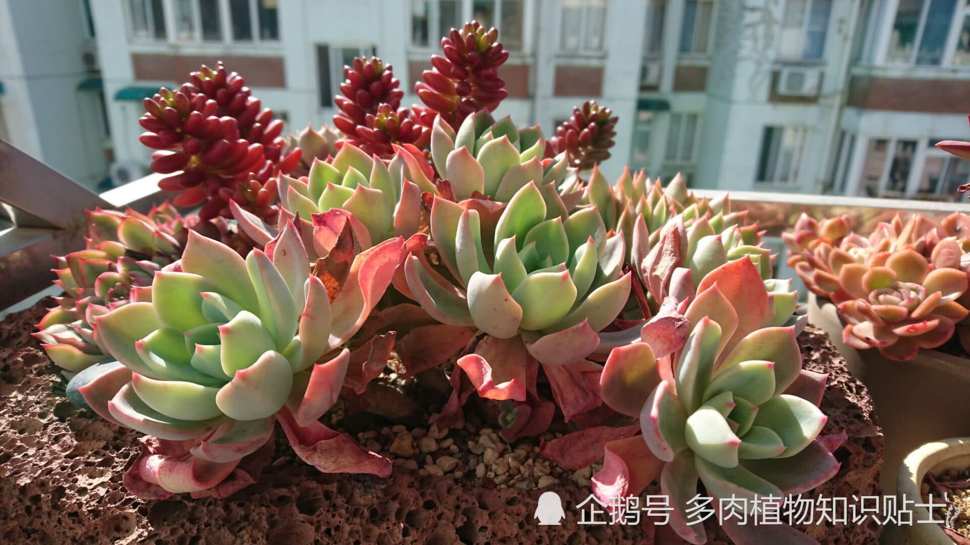 Who doesn't like the colored Sedum on the balcony of the succulent plant in warm spring?