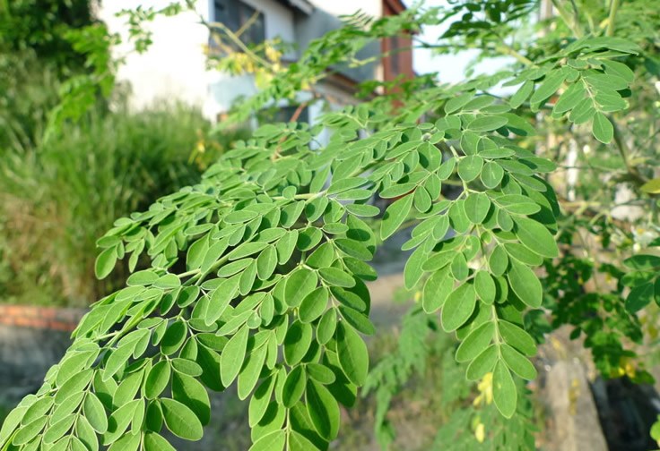 It is the most nutritious tree whose leaves are 4 times more nutritious than milk. 90% of people don't know it.